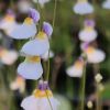 Kwiaty/flowers 